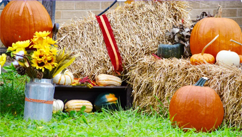 Fall-Festival.png