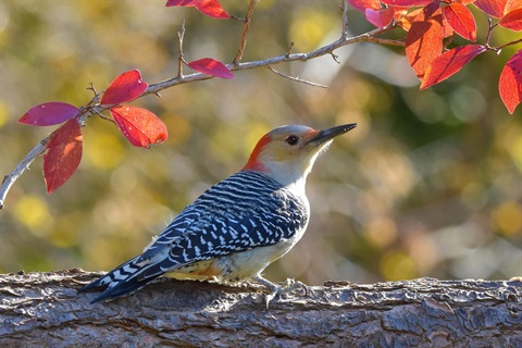 Woodpecker.jpg