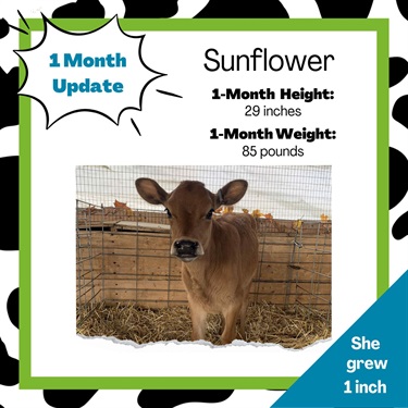Sunflower's 1 Month Update